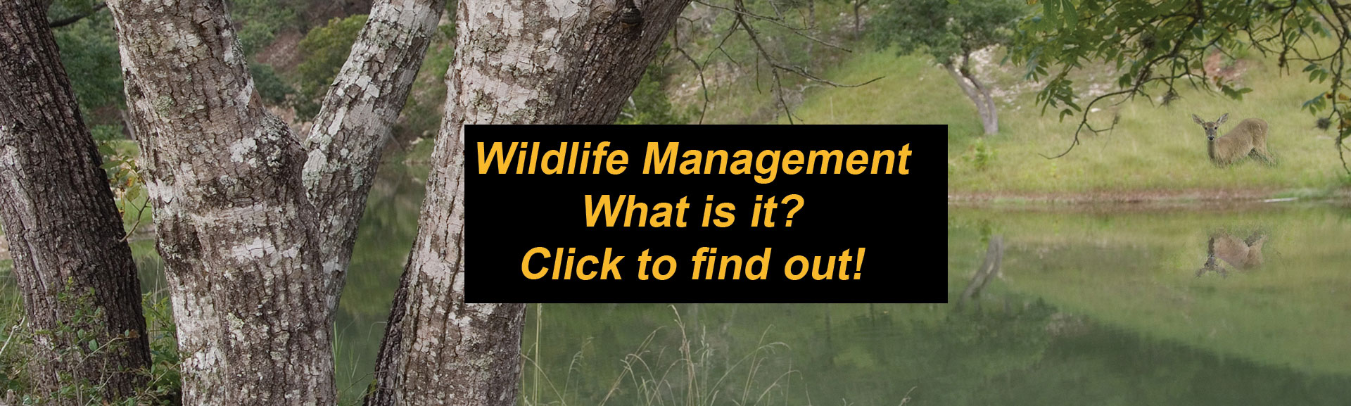 Wildlife Management -What is it? Explains what wildlife management is and is not.