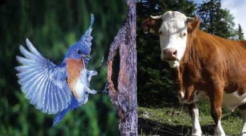 Difference in Ag and Wildlife Exemptions